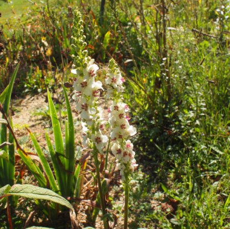 Verbascum chaixii 'Album' - Königskerze (Saatgut)